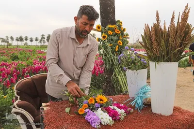 برداشت گل شب‌بو در حمیدیه
