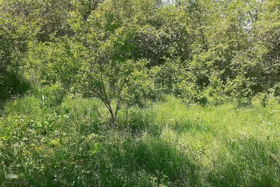 طبیعت بهاری روستای کسانق اهر