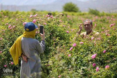 جشنواره گل محمدی در میمند فارس‎‎