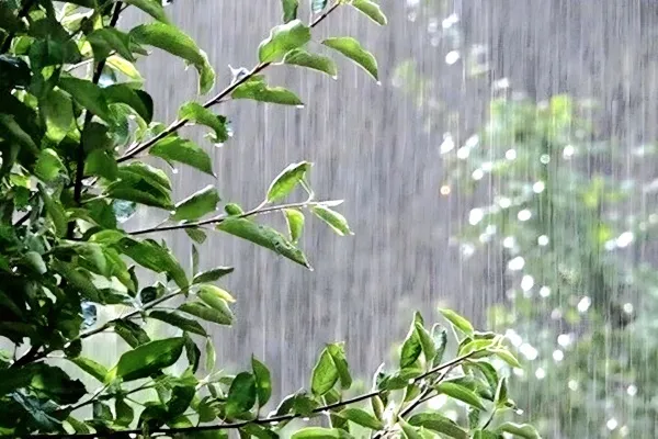 المطر؛ تجلّي النظام الإلهي في الطبيعة