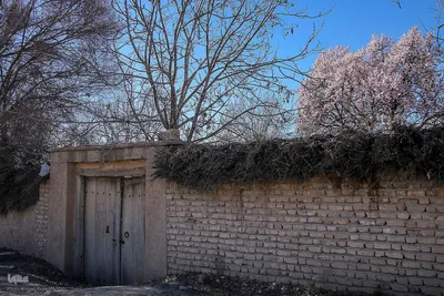 رویش شکوفه‌های زمستانی در شیراز