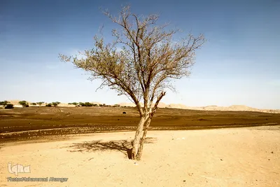 محیط زیست غیزانیه در معرض خطرات آلودگی های شرکت های نفتی قرار دارد