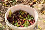 برداشت عناب در خراسان جنوبی