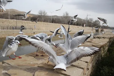 مرغان کاکایی‌؛ مهمانان زمستانی شیراز