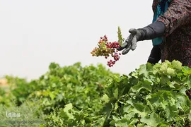 برداشت انگور از باغات استان قم