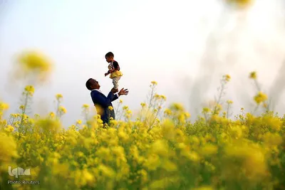 مردی دخترش را در کف دست خود در مزارع خردل در مونشیگانج کشور بنگلادش نگه می دارد