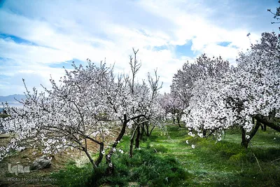 رستاخیز طبیعت در شهرستان سامان ‎
