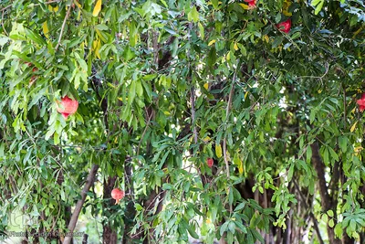 دوباره پاییز