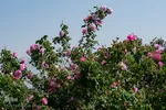 برداشت گل محمدی در ساوجبلاغ
