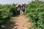 برداشت گل محمدی در ساوجبلاغ