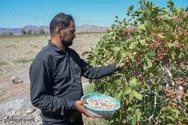 برداشت پسته و بادام از باغات شهرستان مرند‎‎
