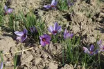 دسترنج طلایی کشاورزان - بیرجند