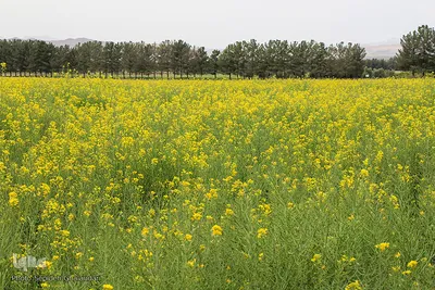 دشت کلزا، نقاشی زیبای طبیعت