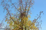 گذری بر پاییز