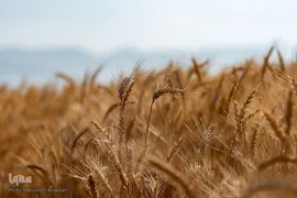 جشن شکرگزاری برداشت گندم‎