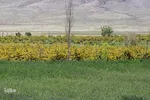 در انتظار دانه‌های طلایی زرشک