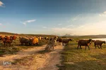 تالاب قوریگل