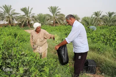 برداشت انگور از تاکستان غزاویه