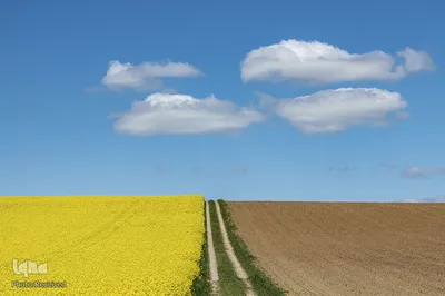 ابرها بر بالای دشت گل در آلمان