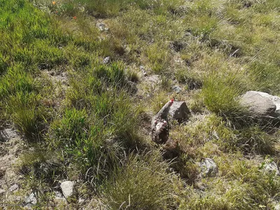 طبیعت زیبای قوشاداغ در اهر
