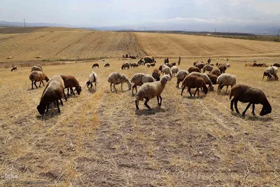 برداشت محصول گندم از مزارع شهرستان اهر