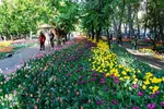 جشنواره لاله‌های آسارا‎‎