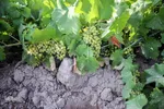 برداشت غوره از تاکستان‌های کارون