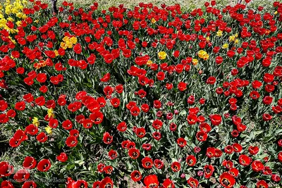 مزرعه گل‌های لاله و نرگس در روستای اسپره‌خون تبریز‎‎