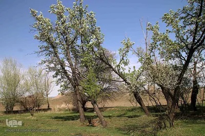 شکوفه های پیرترین درختان اهر