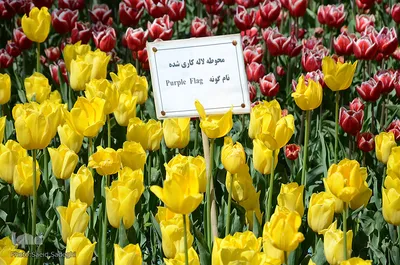 لاله های پارک ائل گلی تبریز