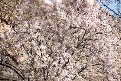 شکوفه‌های بهاری