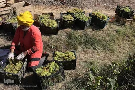 برداشت انگور از باغات روستای جرندق تاکستان