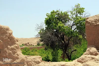 سرمازدگی بخشی از درختان میوه در باغ شهر شاهدیه یزد
