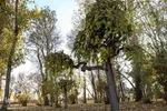 طبیعت برگ ریز پارک شیخ شهاب الدین اهری در آخرین ماه از فصل پاییز