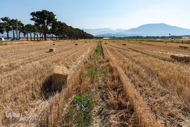 جشن شکرگزاری برداشت گندم‎