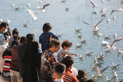 پرندگان مهاجر میزبان رودخانه خشک - شیراز