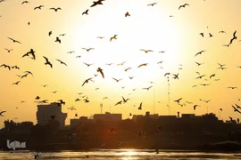 پرندگان مهاجر کارون