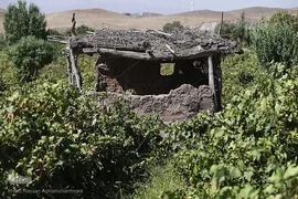 برداشت انگور از باغات روستای جرندق تاکستان