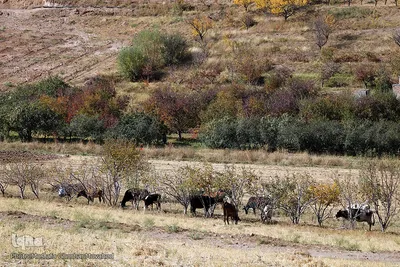 پاییز هزار رنگ دراهر