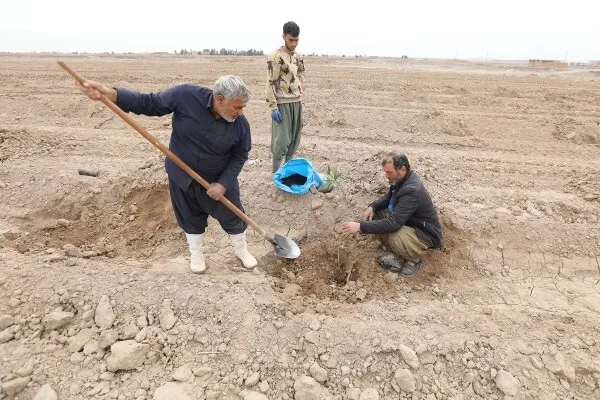 کاشت ۶ هزار نهال در اراضی موقوفه حرم حضرت معصومه(س)