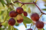 برداشت عناب در خراسان‌جنوبی