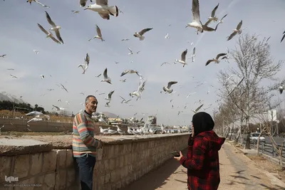 مرغان کاکایی‌؛ مهمانان زمستانی شیراز