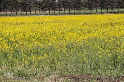 دشت کلزا، نقاشی زیبای طبیعت