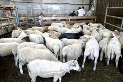 Aïd el Kébir en France : quatre abattoirs du département sont agréés par le préfet de la Savoie
