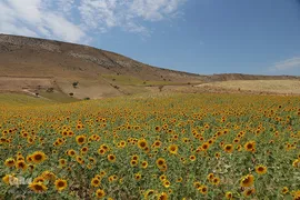برداشت تخمه افتابگردان از مزارع خراسان شمالی