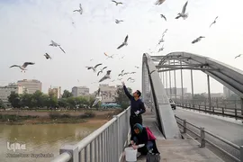 پرندگان مهاجر، مهمان اهوازی‌ها