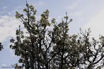 شکوفه زدن کهن ترین درختان آمرود در اهر