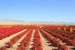 برداشت زرشک از باغات خراسان جنوبی
