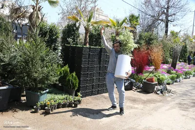 بازار گل شیراز‎‎ در آستانه سال نو
