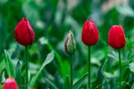 جشنواره لاله‌های آسارا‎‎